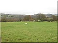 Sheep, Whalley Banks