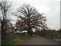 Large tree on Orestan Lane, Effingham