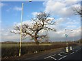 Newcastle-under-Lyme: lone tree on Whitmore Road