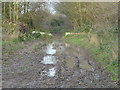 TL3871 : Muddy track at the end of Long Lane from Over by Richard Humphrey