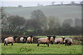 Mid Devon : Grassy Field & Sheep