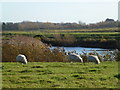 TL3572 : Sheep grazing by the gravel pits near Needingworth by Richard Humphrey