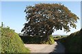 Tree by the lane near Coombe Farm