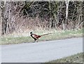 Cock Pheasant on Eliza Lane