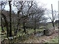 Copse beside Green Lane