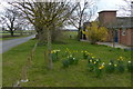 Daffodils outside Yelvertoft village hall