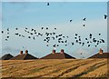 Crows Over a Field