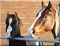 Horses at stable on Dog Lane