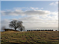 NH7156 : Fields of Insch Farm by Julian Paren