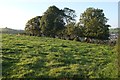 Trees near Stony Lane End