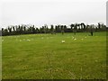 Langton Long, sheep grazing