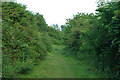 Path through woods above Eastbourne