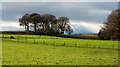 NZ2648 : Fields west of Beaney Lane by Trevor Littlewood