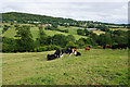 Cattle near Painswick