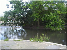 TQ2764 : Carshalton Pond by David Howard