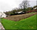 Unmown area for bees above Snatchwood Road, Abersychan