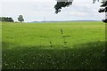 Hay or silage crop