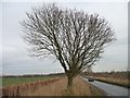 Tree alongside the road to St John