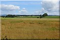 NY0785 : Barley, Elshieshields by Richard Webb