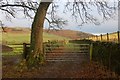 Field gates at Laidlawstiel