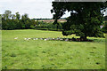 Sheep under a tree near Great Tew