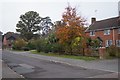 Autumnal colour - Whetstone Road