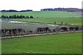 Pasture at Greenlees