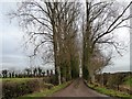 Tree-lined drive to Wandmire Farm