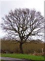 Tree at Hayes Farm