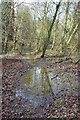 Wet path in Beech Wood