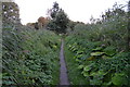 Towpath, Kennet & Avon Canal