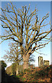 Oak trees beside The Grove