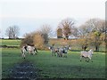 Horses and mud