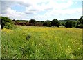 East View Terrace from Street Farm meadows