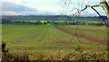 Cereal field in the Grey Valley