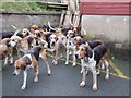 SJ7342 : Foxhounds at the Boxing Day Meet by Jonathan Hutchins