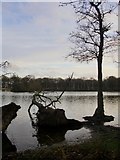 TQ1972 : Fallen alders, Upper Pen Pond by Stefan Czapski