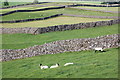 SE0497 : Landscape with sheep and dry stone walls by Bill Harrison