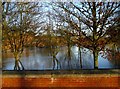 River  Derwent  in  flood  at  Malton  27th  Dec  2015  (5)