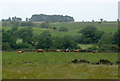 Pasture south-east of Bradnop, Staffordshire