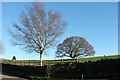 Trees at Osmotherley