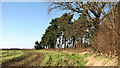 A copse of pine trees