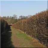 TL3638 : Between high hedges by John Sutton