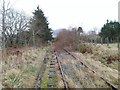 Overgrown railway