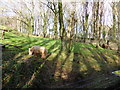 Dartmoor Zoological Park - bear enclosure