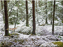 NH6355 : New Year's Day snow, Bellton Wood by Julian Paren