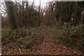 Path in woodland at Nonsuch Park