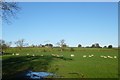 Sheep off Sawley Moor Lane