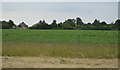 Crops near Alton Water