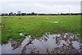 Sheep in a soggy field